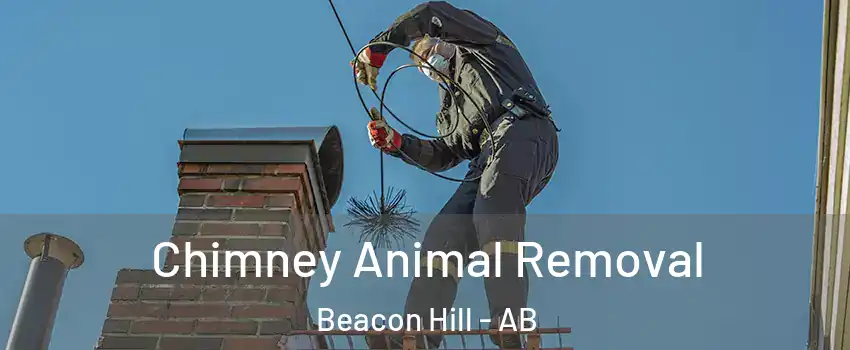  Chimney Animal Removal Beacon Hill - AB