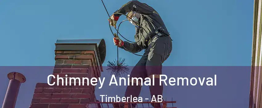  Chimney Animal Removal Timberlea - AB